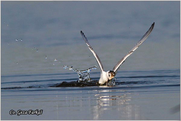 320_whiskered_tern.jpg - Whiskered Tern, Chlidonias hybridus, Belobrada cigra, Location - mesto: Koviljski rit, Serbia