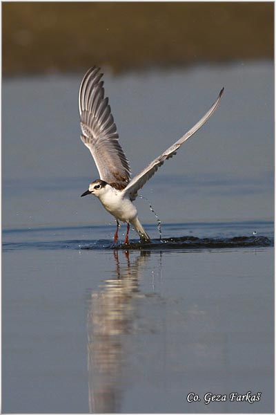 321_whiskered_tern.jpg - Whiskered Tern, Chlidonias hybridus, Belobrada cigra, Location - mesto: Koviljski rit, Serbia