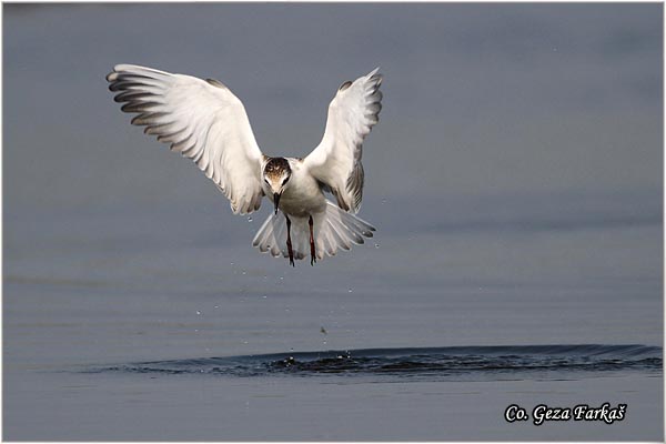 322_whiskered_tern.jpg - Whiskered Tern, Chlidonias hybridus, Belobrada cigra, Location - mesto: Koviljski rit, Serbia