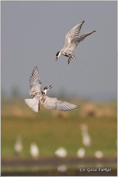 323_whiskered_tern.jpg - Whiskered Tern, Chlidonias hybridus, Belobrada cigra, Location - mesto: Koviljski rit, Serbia