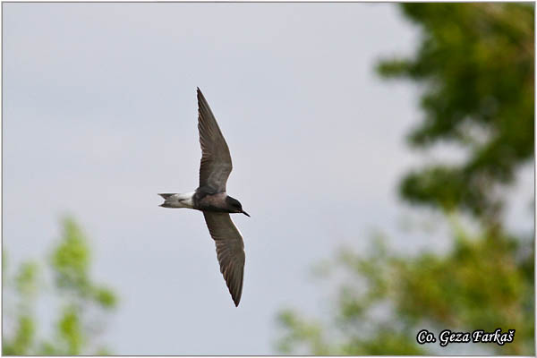 351_black_tern.jpg - Black tern, Chlidonias niger, Crna cigra Mesto - Location: Dubovac, Serbia