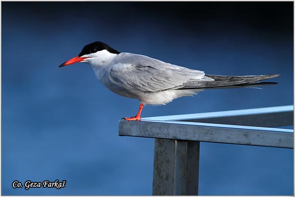 401_common_tern.jpg - Common Tern, Sterna hirundo, Obicna cigra Mesto - Location: Sao Miguel island, Azores