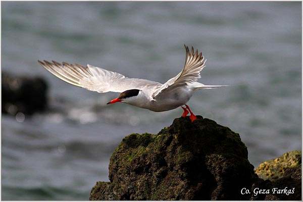 402_common_tern.jpg - Common Tern, Sterna hirundo, Obicna cigra Mesto - Location: Sao Miguel island, Azores