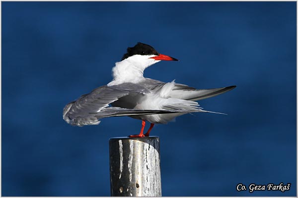 403_common_tern.jpg - Common Tern, Sterna hirundo, Obicna cigra Mesto - Location: Sao Miguel island, Azores