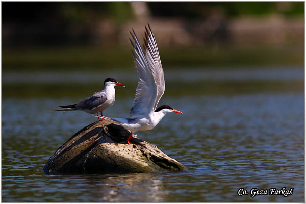 404_common_tern.jpg - Common Tern, Sterna hirundo, Obicna cigra, Mesto - Location: Dubovac, Serbia
