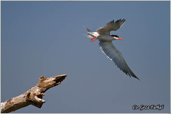 405_common_tern.jpg - Common Tern, Sterna hirundo, Obicna cigra, Mesto - Location: Dubovac, Serbia