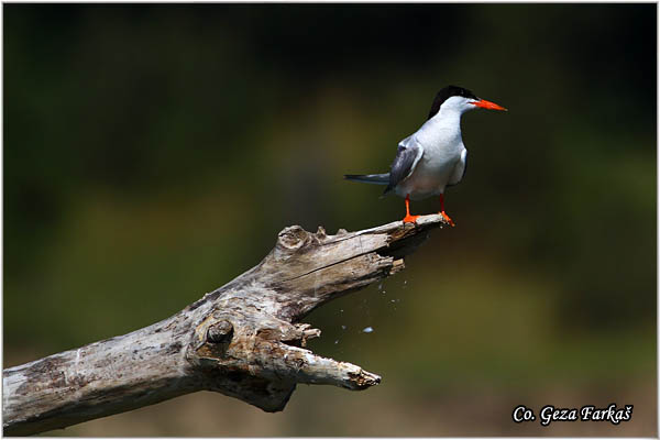 406_common_tern.jpg - Common Tern, Sterna hirundo, Obicna cigra, Mesto - Location: Dubovac, Serbia