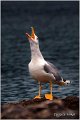 003_yellow-legged_gull