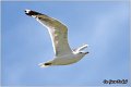 004_yellow-legged_gull