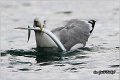 039_western_yellow-legged_gull