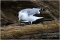 043_western_yellow-legged_gull