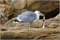 045_western_yellow-legged_gull