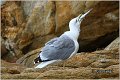 047_western_yellow-legged_gull