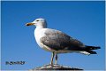 048_western_yellow-legged_gull