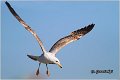 049_western_yellow-legged_gull