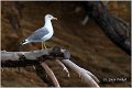 050_western_yellow-legged_gull