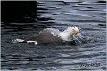 100_azores_yellow-legged_gul