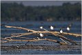 119_black-headed_gull