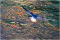 120_black-headed_gull