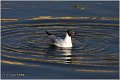 122_black-headed_gull