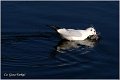 123_black-headed_gull