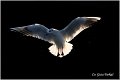 125_black-headed_gull