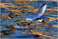 126_black-headed_gull