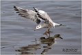 127_black-headed_gull