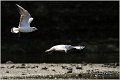 128_black-headed_gull