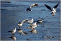 129_black-headed_gull