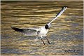 133_black-headed_gull