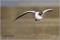 134_black-headed_gull