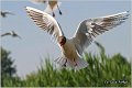 137_black-headed_gull