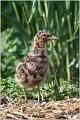 139_black-headed_gull