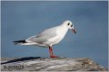 142_black-headed_gull