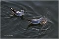 144_black-headed_gull