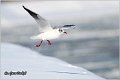 147_black-headed_gull