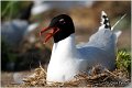 150_mediterranean_gull