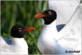 151_mediterranean_gull