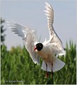 152_mediterranean_gull