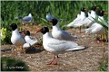 154_mediterranean_gull