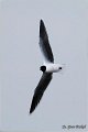 200_little_gull