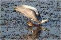 300_whiskered_tern