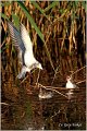 302_whiskered_tern