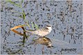 303_whiskered_tern