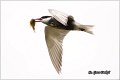 305_whiskered_tern