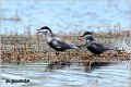 306_whiskered_tern