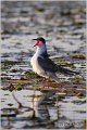 309_whiskered_tern