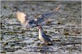 310_whiskered_tern