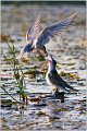 311_whiskered_tern